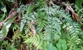 Asplenium pseudolaserpitiifolium ! #F01.jpg