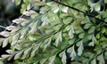 Asplenium pseudolaserpitiifolium #B02.jpg