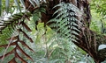 Asplenium pseudolaserpitiifolium #F01.jpg