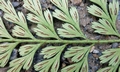 Asplenium pseudolaserpitiifolium #F03.jpg