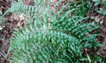 Asplenium wrightii ! #M04.jpg