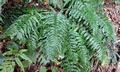 Asplenium wrightii #M01.jpg