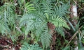 Blechnum fraseri #M 03.jpg