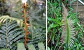 Blechnum orientale ! #T09.jpg