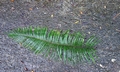Blechnum orientale #C01.jpg