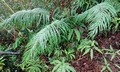 Blechnum orientale bifurcating #T07.jpg