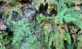 Cheilanthes argentea #E01.jpg