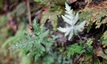 Cheilanthes argentea #E02.jpg