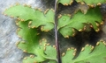 Cheilanthes chusana @ #E02.jpg