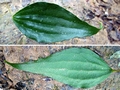 Cheiropleuria integrifolia #P04.jpg