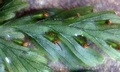 Crepidomanes (Vandenboschia) kalamocarpum #G02B.jpg