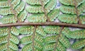 Ctenitis subglandulosa #F06.jpg