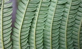 Cyathea lepifera @ #C04.jpg