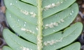 Cyathea lepifera @ #C05.jpg