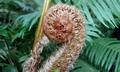 Cyathea lepifera $ #H01.jpg