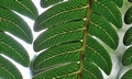 Cyathea lepifera @ #H06.jpg