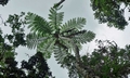 Cyathea lepifera #H02.jpg