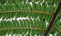 Cyathea loheri @ #M02.jpg