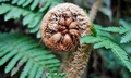 Cyathea loheri $ #M07.jpg