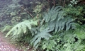 Cyathea loheri #M01.jpg