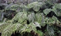 Cyathea podophylla ! #C01.jpg