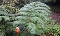 Cyathea spinulosa ! #C02.jpg