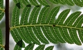 Cyathea spinulosa $ #C02B.jpg