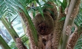 Cyathea spinulosa $ #C09.jpg