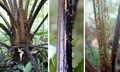 Cyathea spinulosa ! #G01.jpg