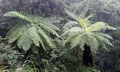 Cyathea spinulosa #C04.jpg