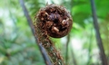 Cyathea spinulosa #G04.jpg