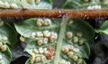 Cyclosorus acuminatus #Q03B.jpg