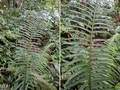 Cyclosorus taiwanensis #B01.jpg