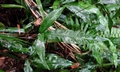 Cyclosorus triphyllus #T01.jpg