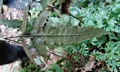 Cyclosotus wilfordii ! #P02.jpg