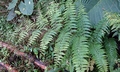 Dennstaedtia scandens #B02.jpg