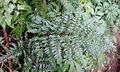 Dryopteris hasseltii #P01.jpg