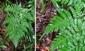Dryopteris polita #T01.jpg