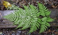 Dryopteris polita #T02.jpg