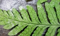Dryopteris polita #T03.jpg