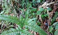 Dryopteris varia  #H02.jpg