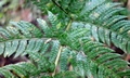 Dryopteris varia  #H03.jpg