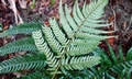 Dryopteris varia #E09.jpg