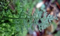 Filmy fern#8 #P01.jpg