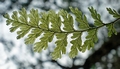 Hymenophyllum holochilum #J03.jpg