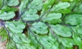 Hymenophyllum holochilum #J05.jpg