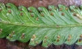 Microlepia calvescens @ #C03.jpg