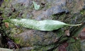 Microsorum brachylepis #P02.jpg