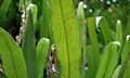 Microsorum punctatum #F01.jpg