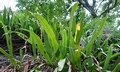 Microsorum punctatum #F02.jpg